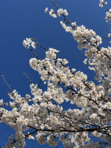 三条市にも春が来ました🌸