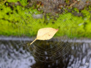 6月に入りました！🕷