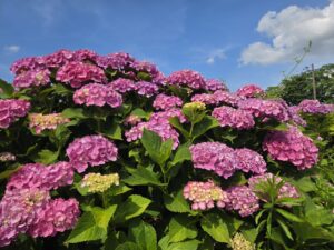 きれいな紫陽花が咲きました